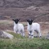 20-70-twa wee lambs